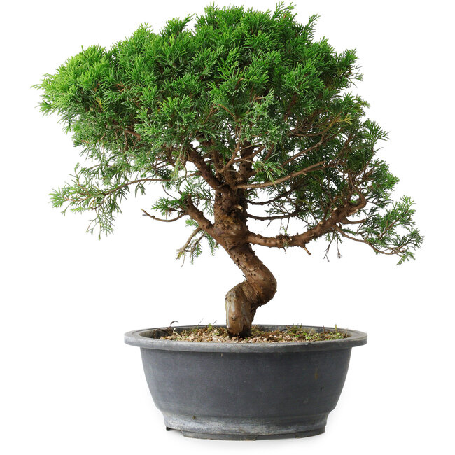 Juniperus chinensis Itoigawa, 36 cm, ± 15 ans
