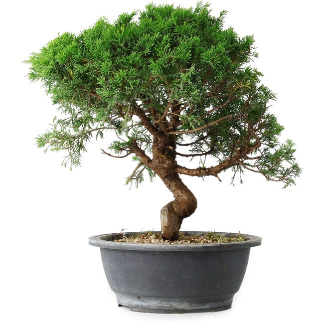 Juniperus chinensis Itoigawa, 36 cm, ± 15 years old