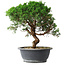 Juniperus chinensis Itoigawa, 36 cm, ± 15 años
