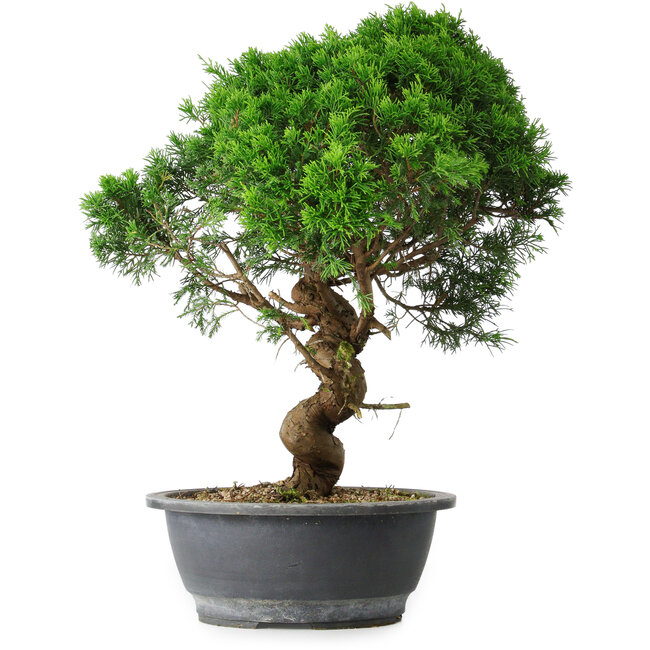 Juniperus chinensis Itoigawa, 44,5 cm, ± 15 ans