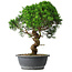 Juniperus chinensis Itoigawa, 44,5 cm, ± 15 years old
