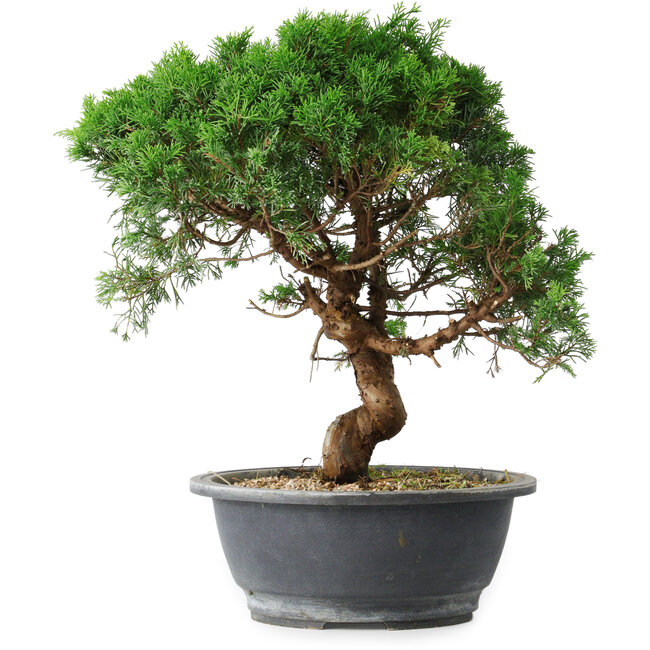 Juniperus chinensis Itoigawa, 36 cm, ± 15 years old