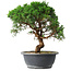 Juniperus chinensis Itoigawa, 36 cm, ± 15 jaar oud