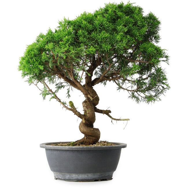 Juniperus chinensis Itoigawa, 44,5 cm, ± 15 anni