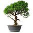 Juniperus chinensis Itoigawa, 44,5 cm, ± 15 ans