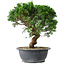 Juniperus chinensis Itoigawa, 36 cm, ± 15 ans