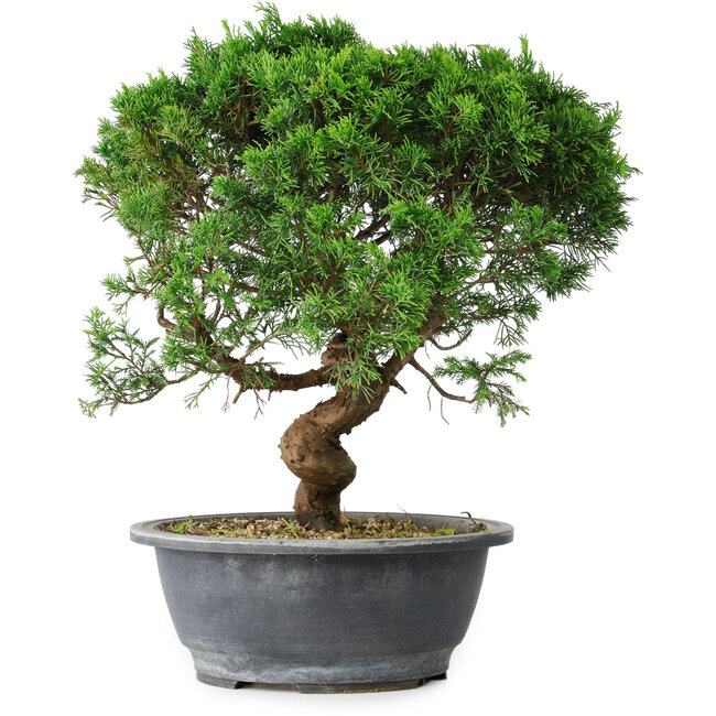 Juniperus chinensis Itoigawa, 36 cm, ± 15 años