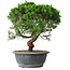 Juniperus chinensis Itoigawa, 36 cm, ± 15 years old