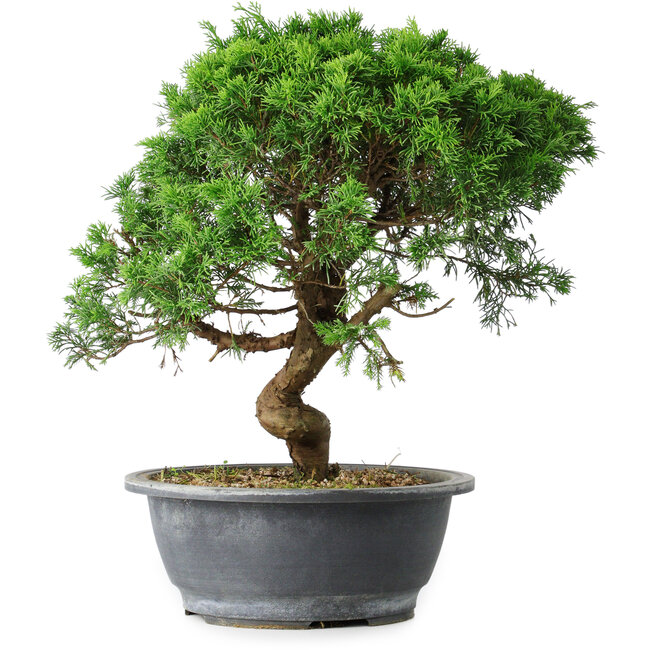 Juniperus chinensis Itoigawa, 36 cm, ± 15 años