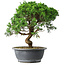 Juniperus chinensis Itoigawa, 36 cm, ± 15 years old