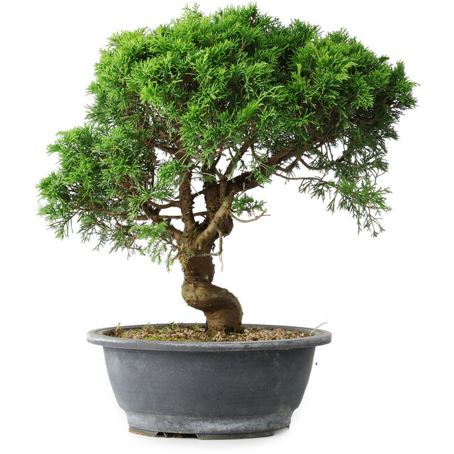 Juniperus chinensis Itoigawa, 36 cm, ± 15 ans