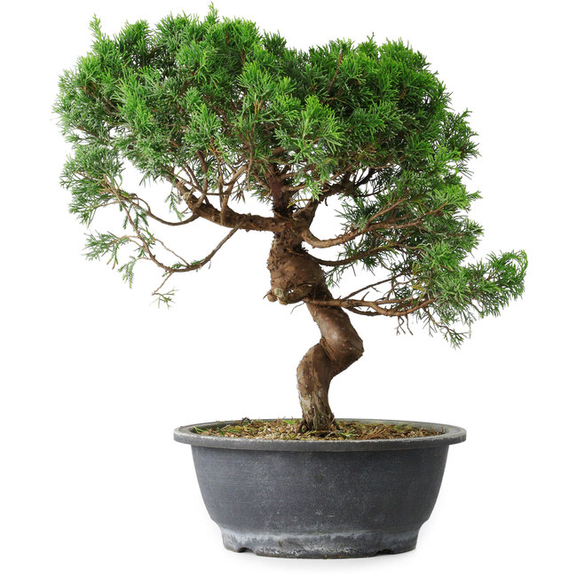 Juniperus chinensis Itoigawa, 36 cm, ± 15 años
