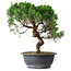 Juniperus chinensis Itoigawa, 36 cm, ± 15 years old