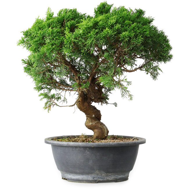 Juniperus chinensis Itoigawa, 36 cm, ± 15 años