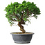 Juniperus chinensis Itoigawa, 36 cm, ± 15 ans