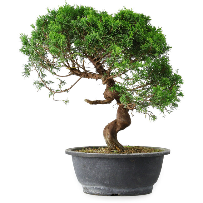 Juniperus chinensis Itoigawa, 36 cm, ± 15 años