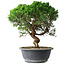 Juniperus chinensis Itoigawa, 36 cm, ± 15 Jahre alt