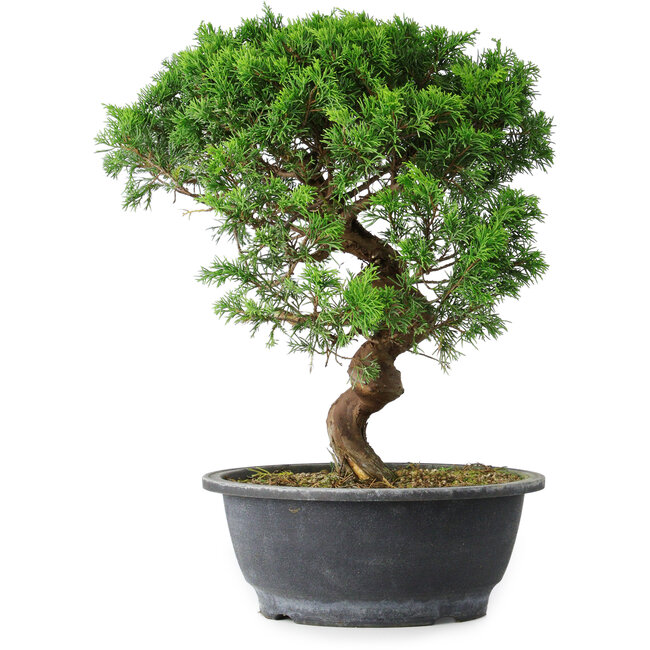 Juniperus chinensis Itoigawa, 36 cm, ± 15 years old