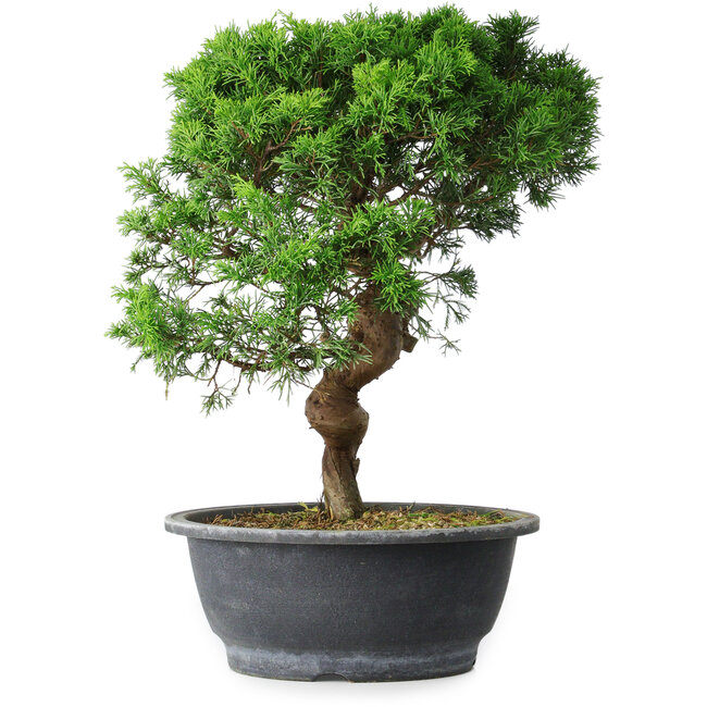 Juniperus chinensis Itoigawa, 36 cm, ± 15 años