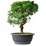 Juniperus chinensis Itoigawa, 36 cm, ± 15 jaar oud