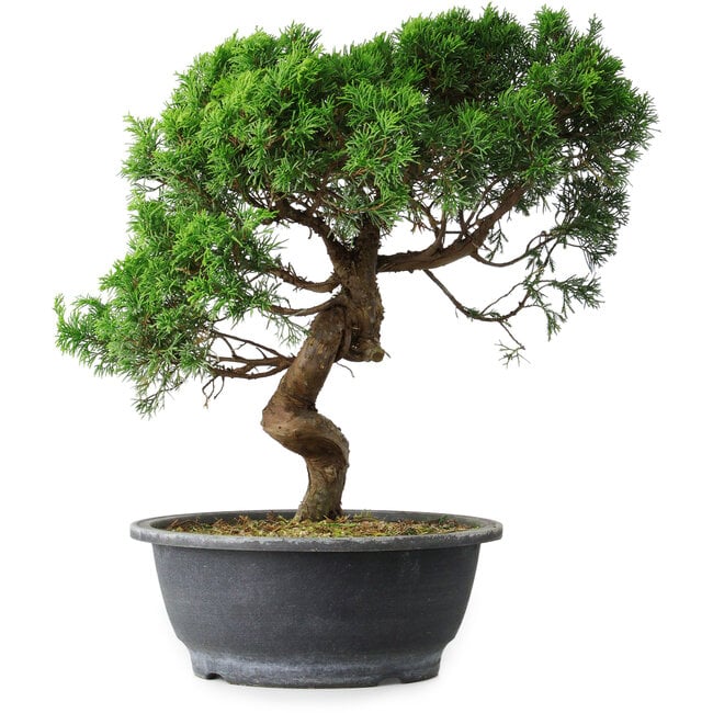 Juniperus chinensis Itoigawa, 36 cm, ± 15 años