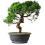 Juniperus chinensis Itoigawa, 36 cm, ± 15 years old