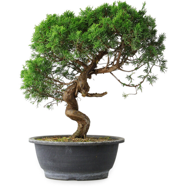 Juniperus chinensis Itoigawa, 36 cm, ± 15 anni