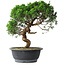 Juniperus chinensis Itoigawa, 36 cm, ± 15 ans