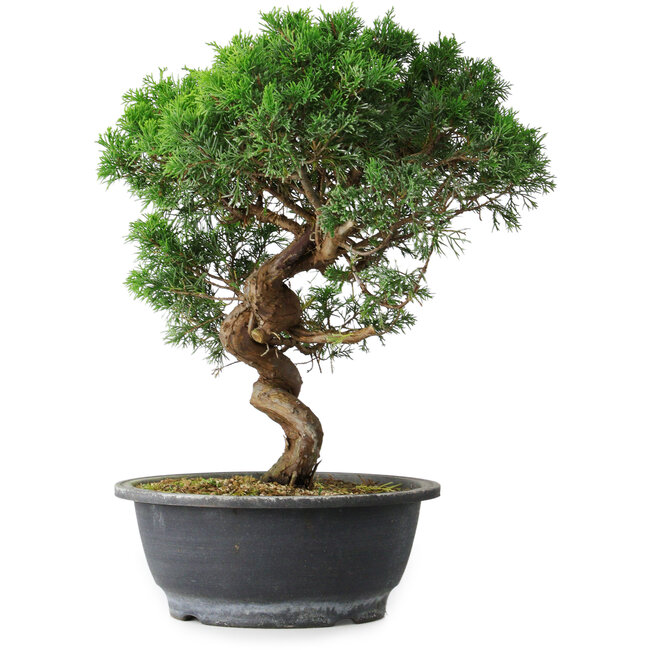 Juniperus chinensis Itoigawa, 36 cm, ± 15 Jahre alt
