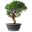 Juniperus chinensis Itoigawa, 36 cm, ± 15 anni