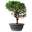 Juniperus chinensis Itoigawa, 36 cm, ± 15 años