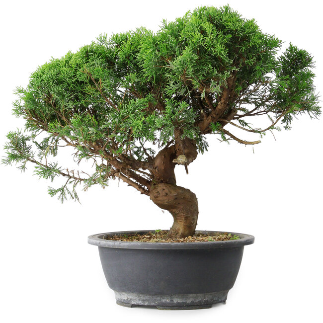 Juniperus chinensis Itoigawa, 36 cm, ± 15 years old