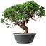 Juniperus chinensis Itoigawa, 36 cm, ± 15 ans