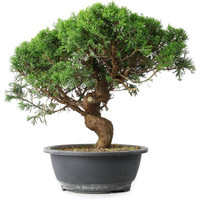 Juniperus chinensis Itoigawa, 36 cm, ± 15 Jahre alt