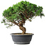 Juniperus chinensis Itoigawa, 36 cm, ± 15 jaar oud