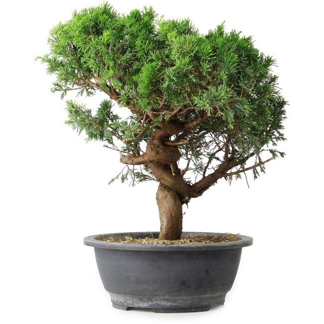 Juniperus chinensis Itoigawa, 36 cm, ± 15 años