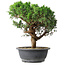 Juniperus chinensis Itoigawa, 36 cm, ± 15 Jahre alt