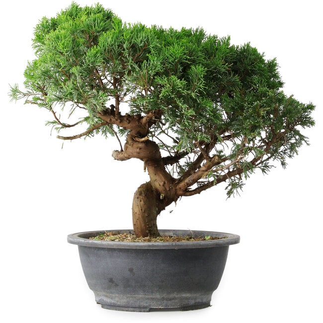 Juniperus chinensis Itoigawa, 36 cm, ± 15 anni
