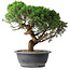 Juniperus chinensis Itoigawa, 36 cm, ± 15 years old