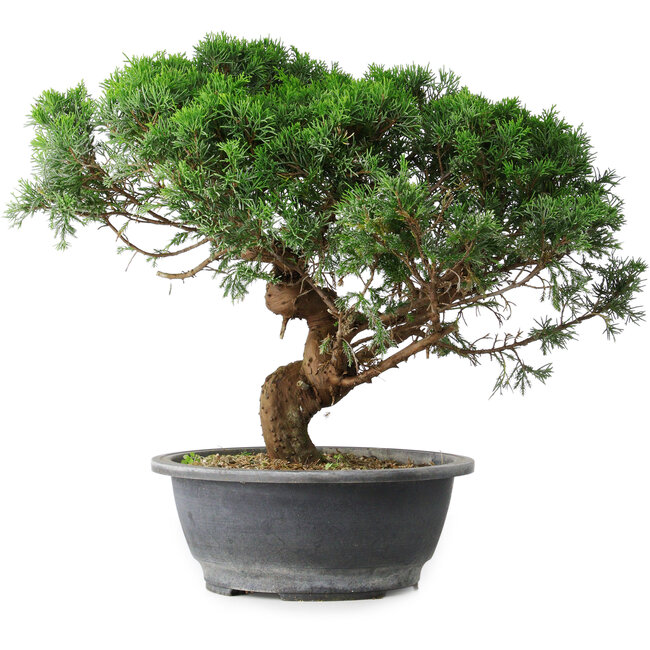 Juniperus chinensis Itoigawa, 36 cm, ± 15 anni