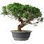 Juniperus chinensis Itoigawa, 36 cm, ± 15 years old