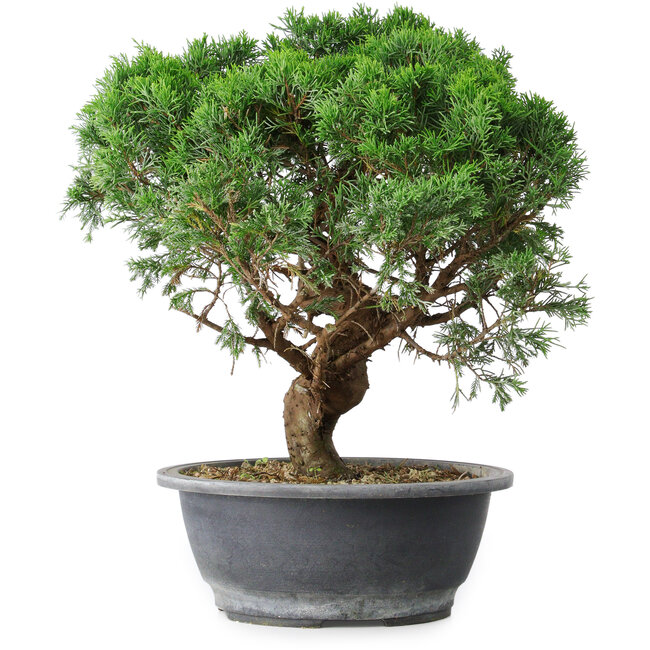 Juniperus chinensis Itoigawa, 36 cm, ± 15 ans