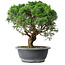 Juniperus chinensis Itoigawa, 36 cm, ± 15 ans