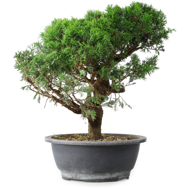 Juniperus chinensis Itoigawa, 36 cm, ± 15 years old