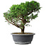 Juniperus chinensis Itoigawa, 36 cm, ± 15 ans