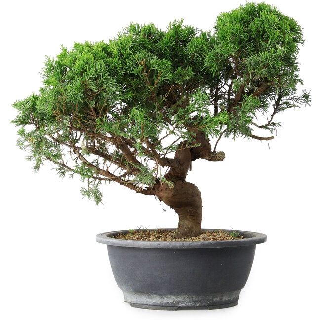 Juniperus chinensis Itoigawa, 36 cm, ± 15 Jahre alt