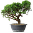 Juniperus chinensis Itoigawa, 36 cm, ± 15 anni