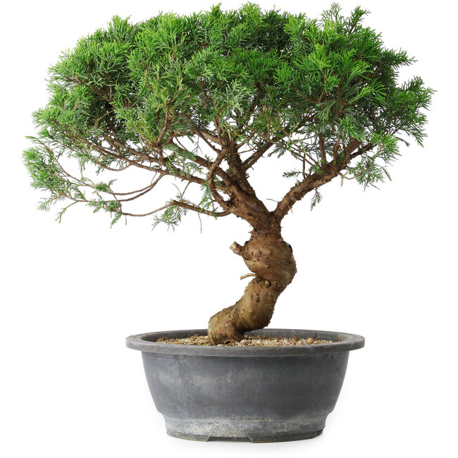 Juniperus chinensis Itoigawa, 36 cm, ± 15 años