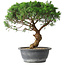 Juniperus chinensis Itoigawa, 36 cm, ± 15 ans