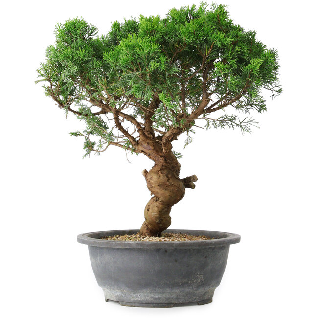 Juniperus chinensis Itoigawa, 36 cm, ± 15 years old